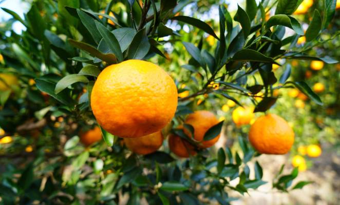 柑橘落果是咋回事？柑橘落果的防治！